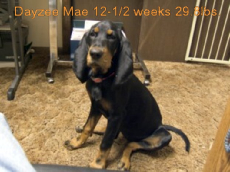 DayzeeMae at 12-1/2 weeks